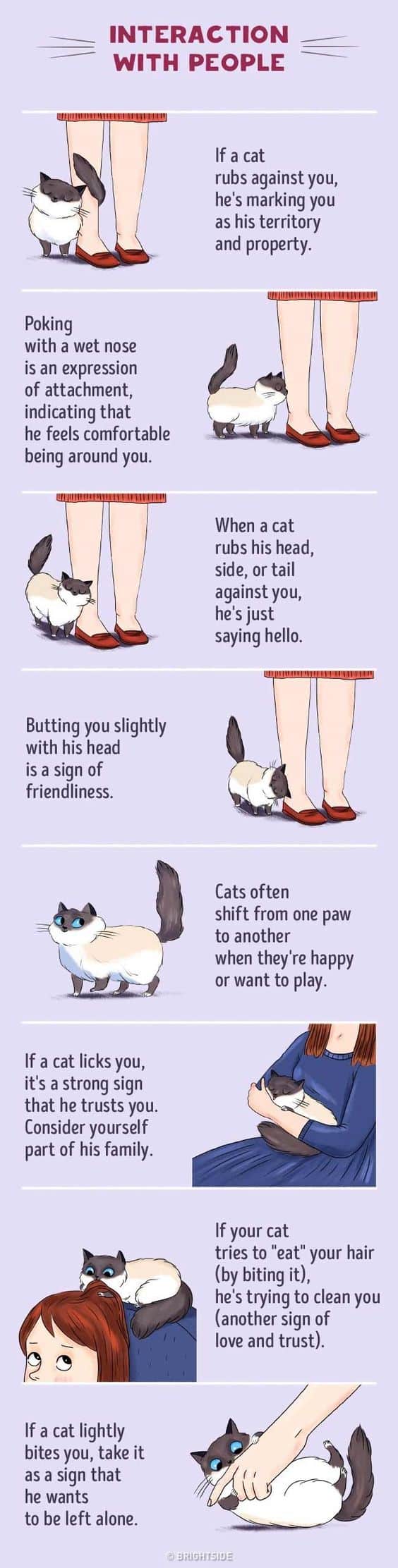 HOW TO UNDERSTAND YOUR CAT | Good Info Net