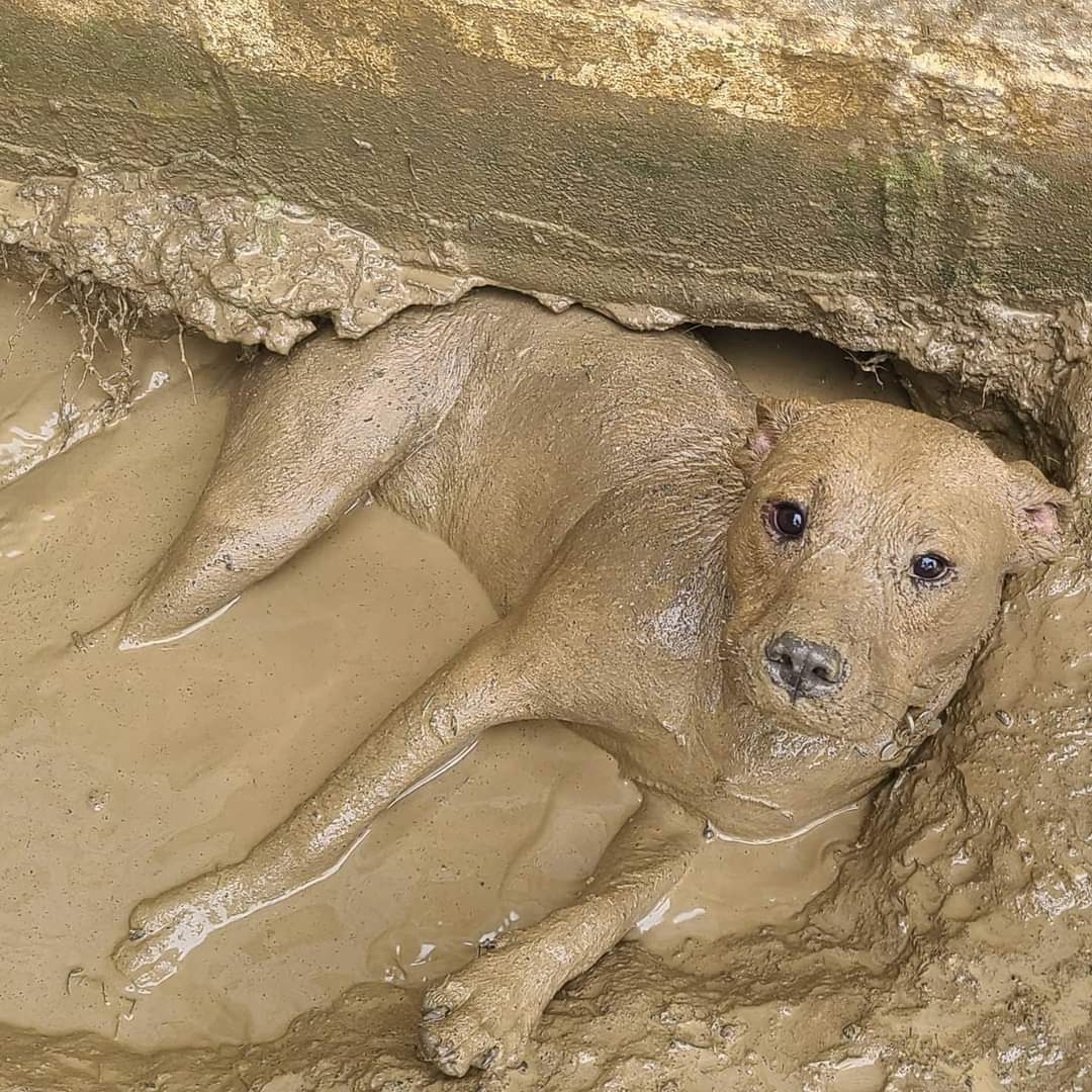 muddy-water-river-daves-place