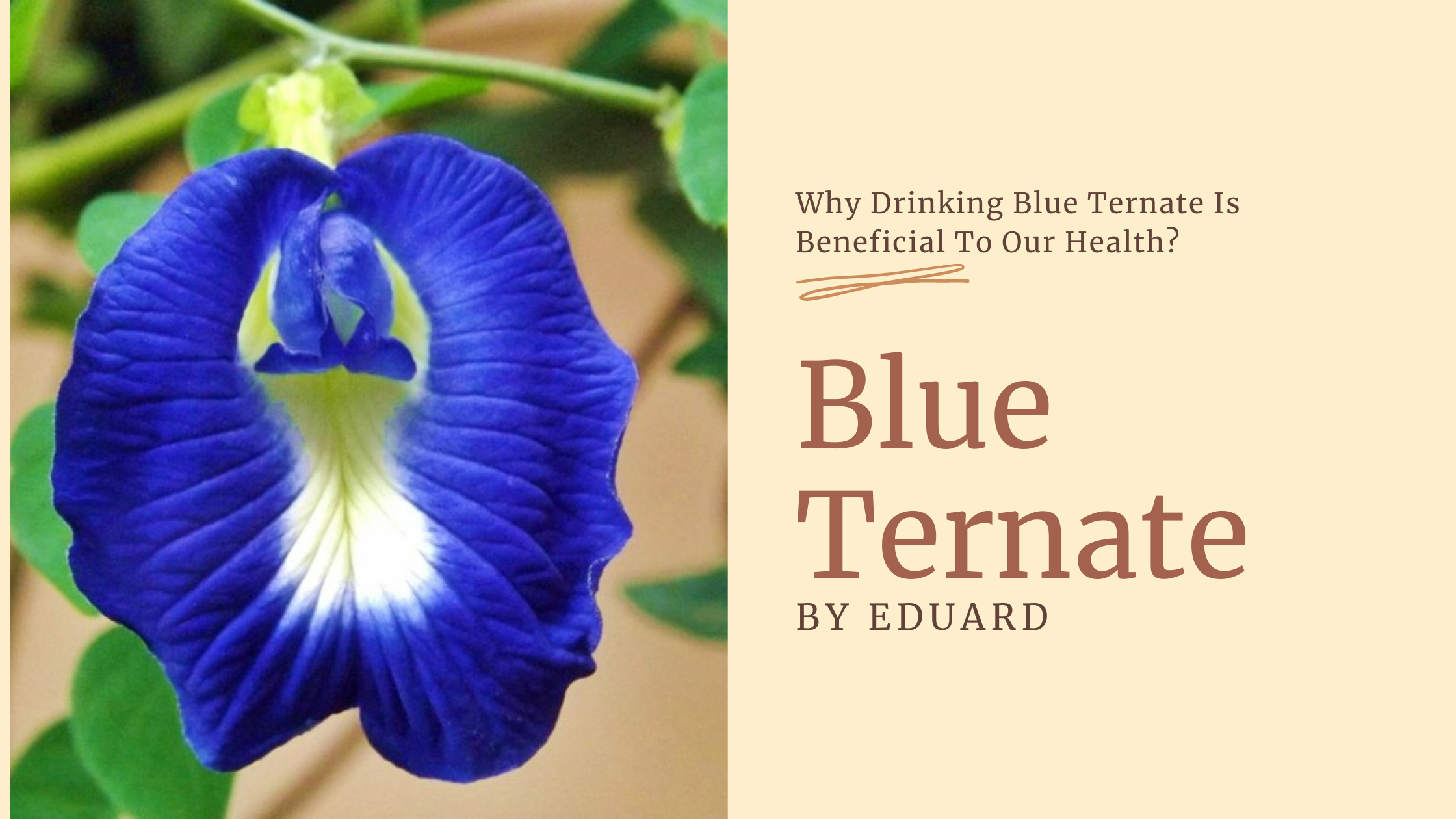 why-drinking-blue-ternate-is-beneficial-to-our-health-good-info-net